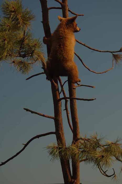 bear in tree